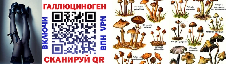 дарнет шоп  Апатиты  Псилоцибиновые грибы Psilocybe 